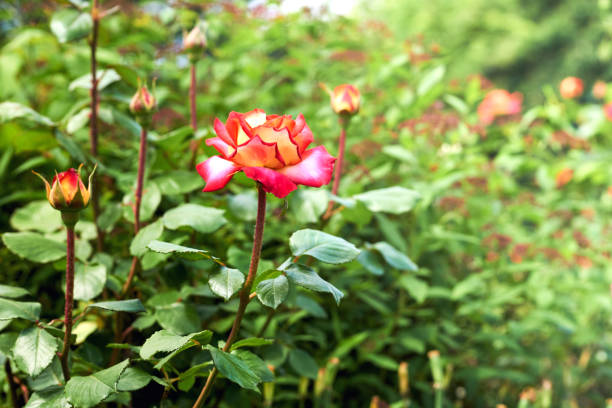 緑の新鮮な庭にある柔らかい赤いバラのかわいい茂み - mulberry bush ストックフォトと画像