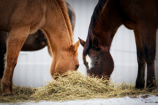 Two horses eat hay off the snow covered ground at a farm near Manitowoc, Wisconsin.