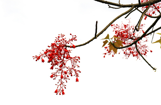 Selective focus at Brachychiton acerifolius red flowers tiny on isolated background