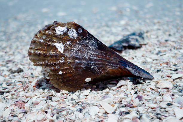 Sea shell on the florida beach Picture taken on florida shores brown shell blue water textured barnacle stock pictures, royalty-free photos & images