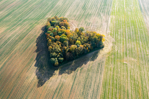 Heart of a nature, aerial view of autumn heart shaped forest amongst agricultural fields