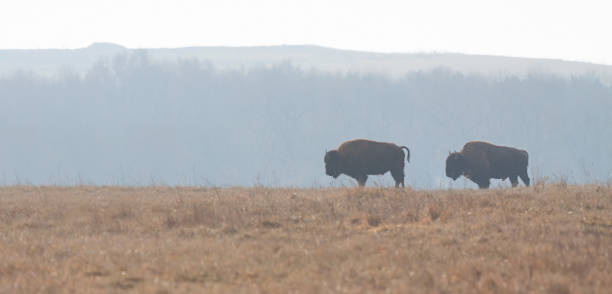 istock Two Buffalo Graze in the Grasslands 1462669642