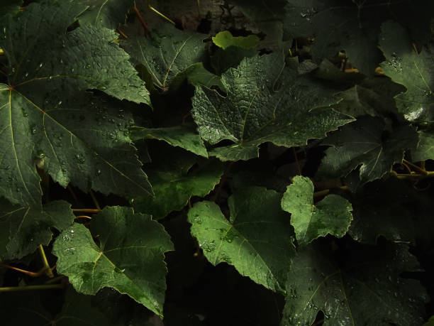 istock photography of grape leaves with raindrops 1462669836