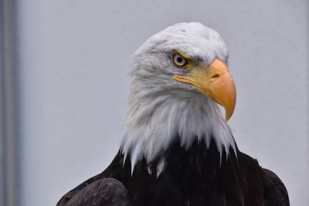 istock American sea eagle closeup portrait 1462670688