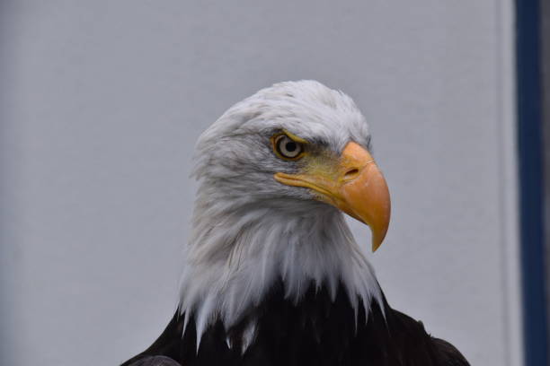 istock American sea eagle closeup portrait 1462671308