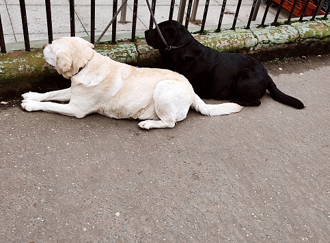 Black and Gold colored labrador doğa waiting outside in glasgow scotland england uk