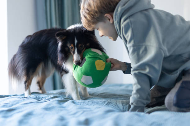 istock Boy Playing Ball With the Dog 1462674263