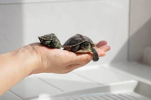 Close-up of a turtle held by a lady,pet love