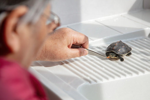 Closeup shot of old woman feeding food to turtle using tweezers,feed pets