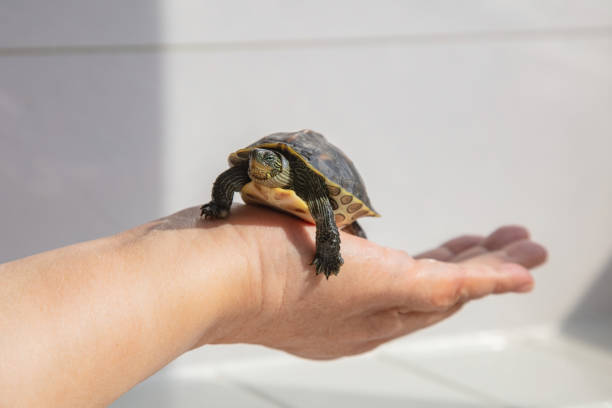 istock Close-up of a turtle held by a lady 1462674559