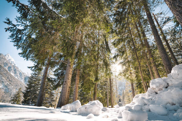 in the forest at winter with the snow