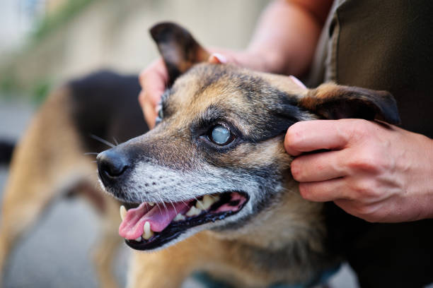 istock Volunteer holding a blind dog face, eye cataract. close up 1462676110