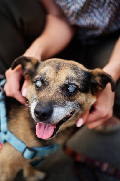 istock Blind dog, eye cataract. close up 1462676185