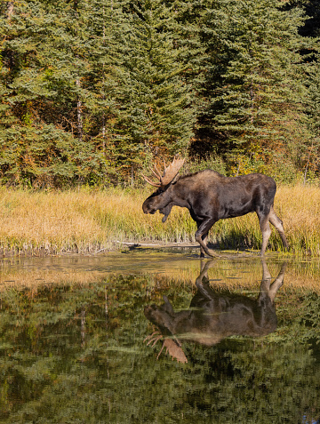 a bull moose reflection in autumn in Grand Teton National Park Wyoming