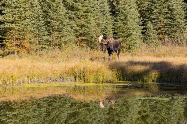 istock Bull Moose Reflection in Wyoming in Autumn 1462677143