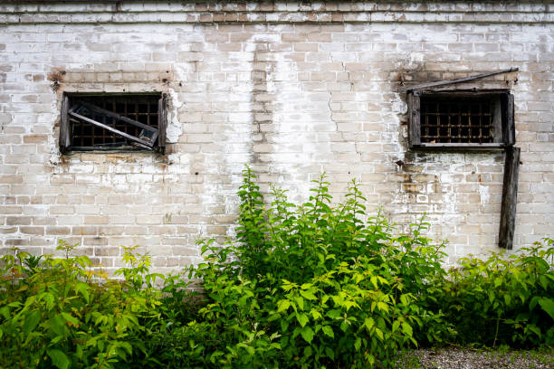 istock The abandoned house overgrown with bushes 1462679745
