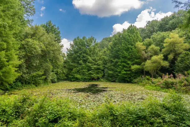A lush green lilypond surrounded by green trees under a beautiful blue sky with puffy clouds. Peaceful scene.