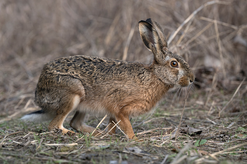 Brown hare (Lepus europaeus)