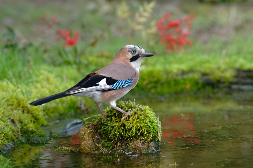 Eurasian Jay (Garrulus glandarius)