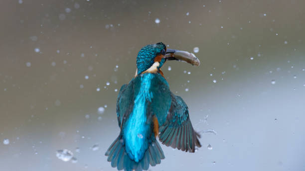 istock Kingfisher fishing (Alcedo atthis) 1462684252