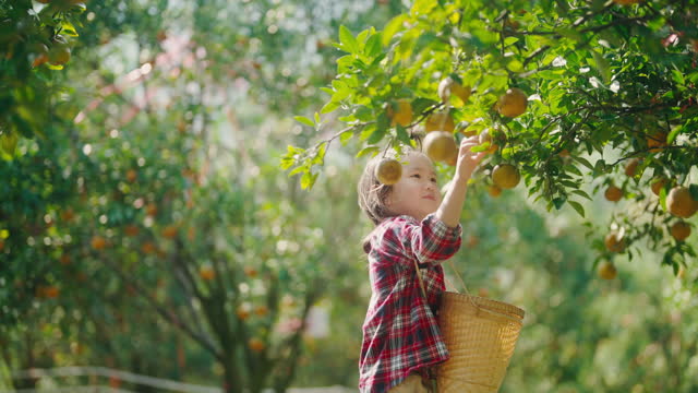 Farmer's daughter harvesting oranges