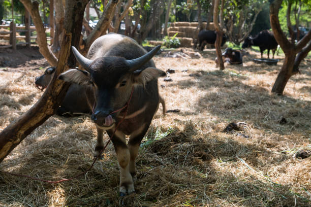istock young buffalo with horns standing on dry grass in Thai farm 1462686191
