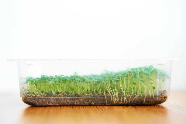 istock Growing microgreen chia seeds in plastic box close up 1462686206