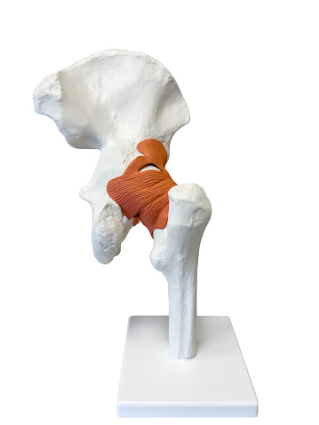 Anatomical Model of a human hip on white background