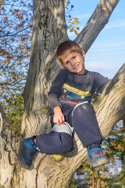 Boy climbed on tree. The boy sitting in a tree in an autumn forest