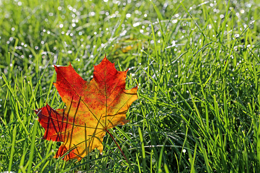 Colorful maple leaf in autumn in the grass with back light.