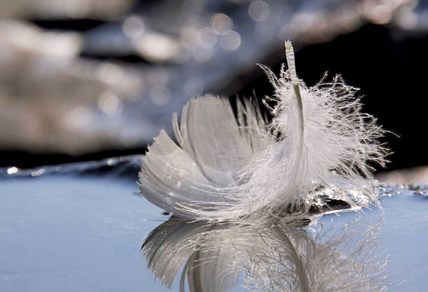 istock A single white feather floats in the water 1462690023