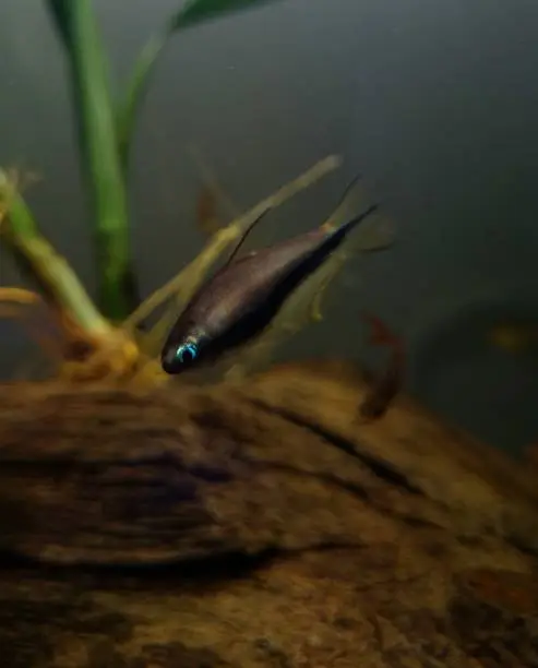 Emperor Tetra