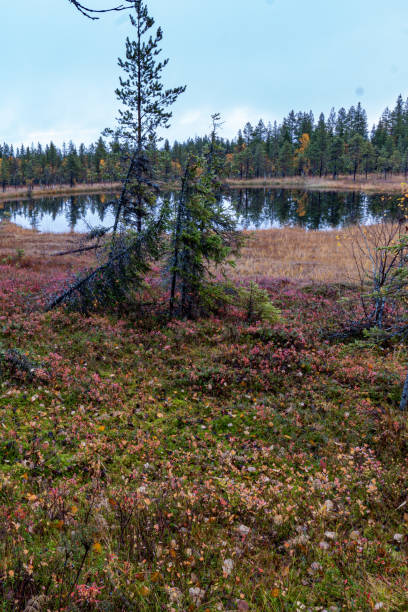 istock North of sweden 1462690881