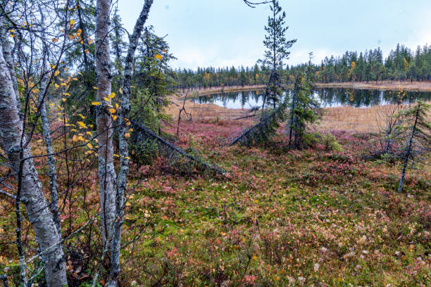istock North of sweden 1462691169