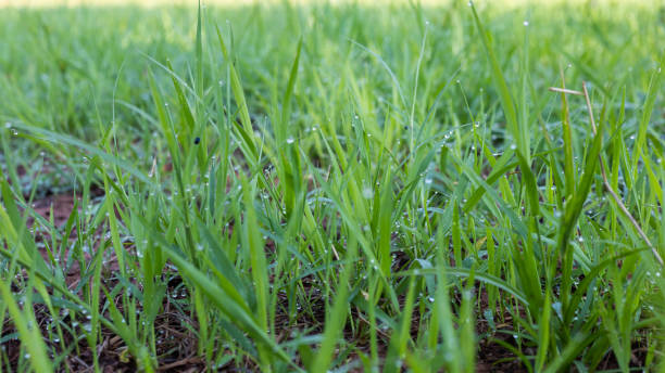 istock Pangola grass with mist in the morning 1462691580