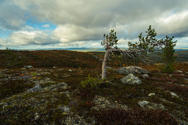 istock North of sweden 1462692683