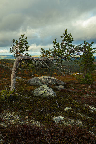 istock North of sweden 1462692698