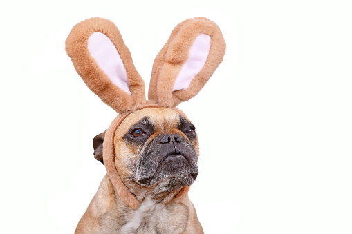 French Bulldog dog wearing Easter bunny costume ears headband on white background