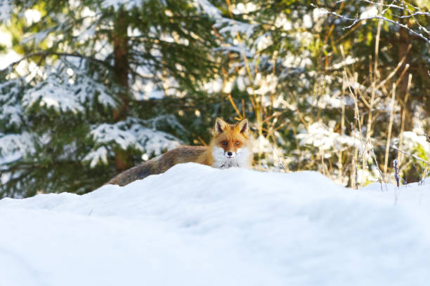 istock Red fox (vulpes vulpes) in the snowy forest in winter. 1462694674