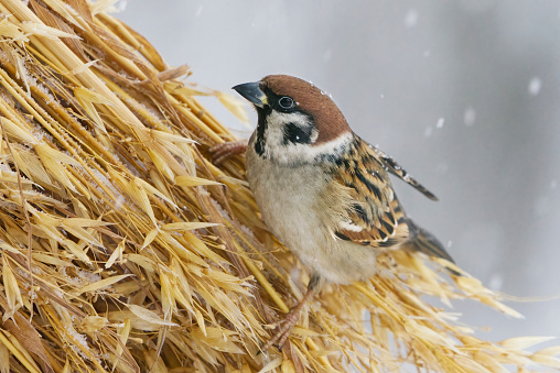 Eurasian tree sparrow (Passer montanus) feeding on a sheaf of oats in snowfall in winter.