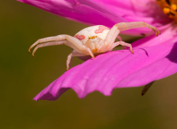 istock Crab Spider on Cosmos Flower 1462698223