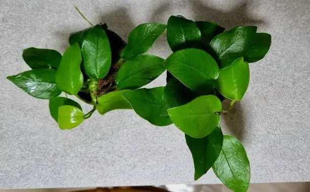 Anubias