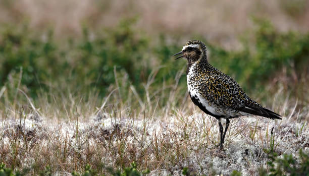 ヨーロッパのゴールデンチドリ(プルビアリスアプリカリア) - golden plover ストックフォトと画像