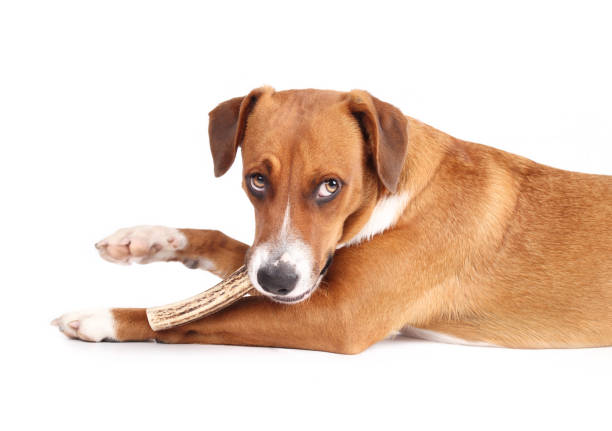 istock Dog with antler chew in mouth while looking at camera, side view. 1462703978