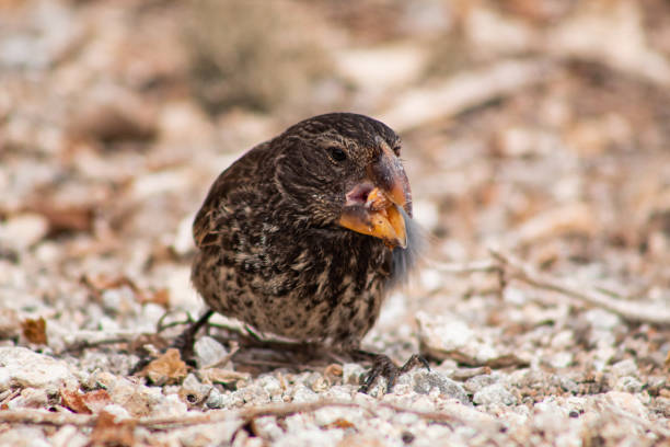 Endemic Darwin finch at the Galapagos Islands