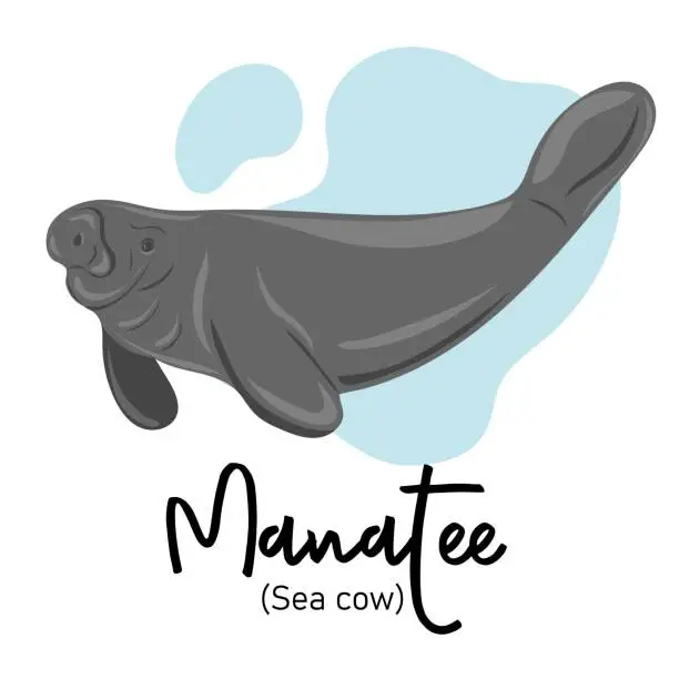 Vector illustration of Manatee. Sea cow swimming underwater