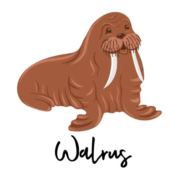 Vector illustration of Walrus. Marine dweller. Concept of sea and ocean life