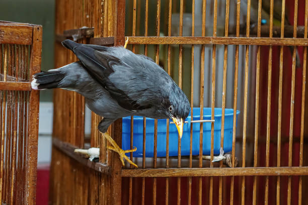 istock Starling perched outside the wooden cage 1462706388