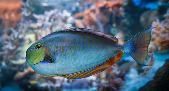 Bignose Unicornfish Coral Reef Fish (Naso vlamingii)