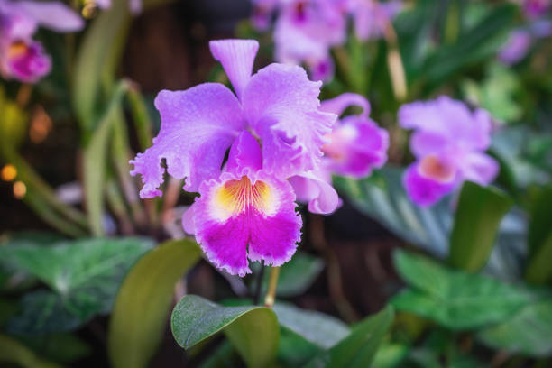 Pink Cattleya Orchid Flower on a garden Pink Cattleya Orchid Flower on a garden cattleya trianae stock pictures, royalty-free photos & images